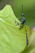 sluipwesp (gasteruption assectator) 06-2011 8742
